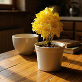 Flower Pot, Decoration, Chase Value, Chase Value