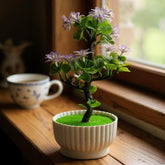 Flower Pot, Decoration, Chase Value, Chase Value