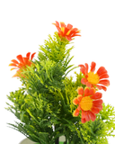 Flower Pot, Decoration, Chase Value, Chase Value