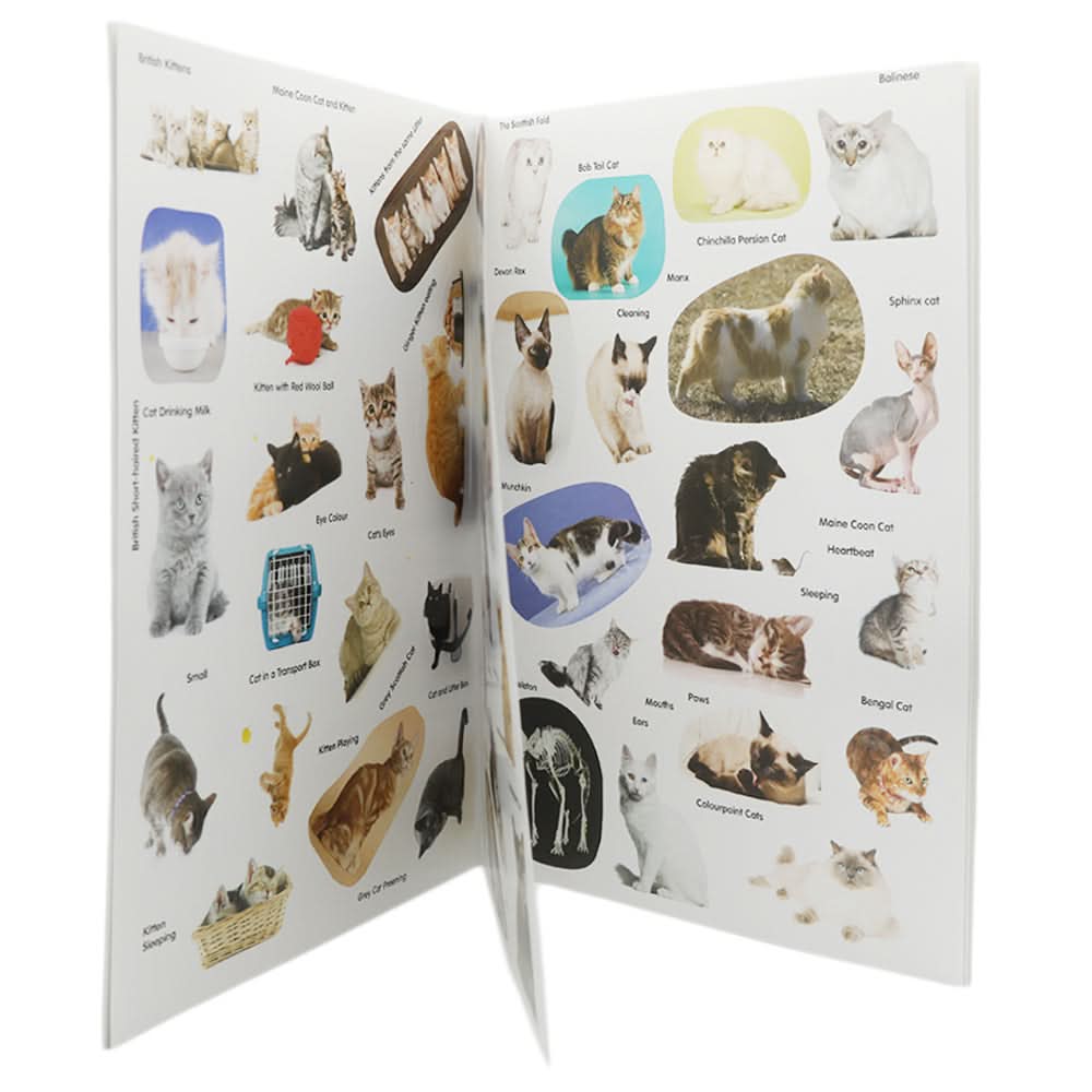 Cats Book, Kids, Kids Colouring Books, 3 to 6 Years, Chase Value