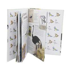 D.K Birds Explore Nature With Fun Facts, Kids, Kids Story Books, Chase Value, Chase Value
