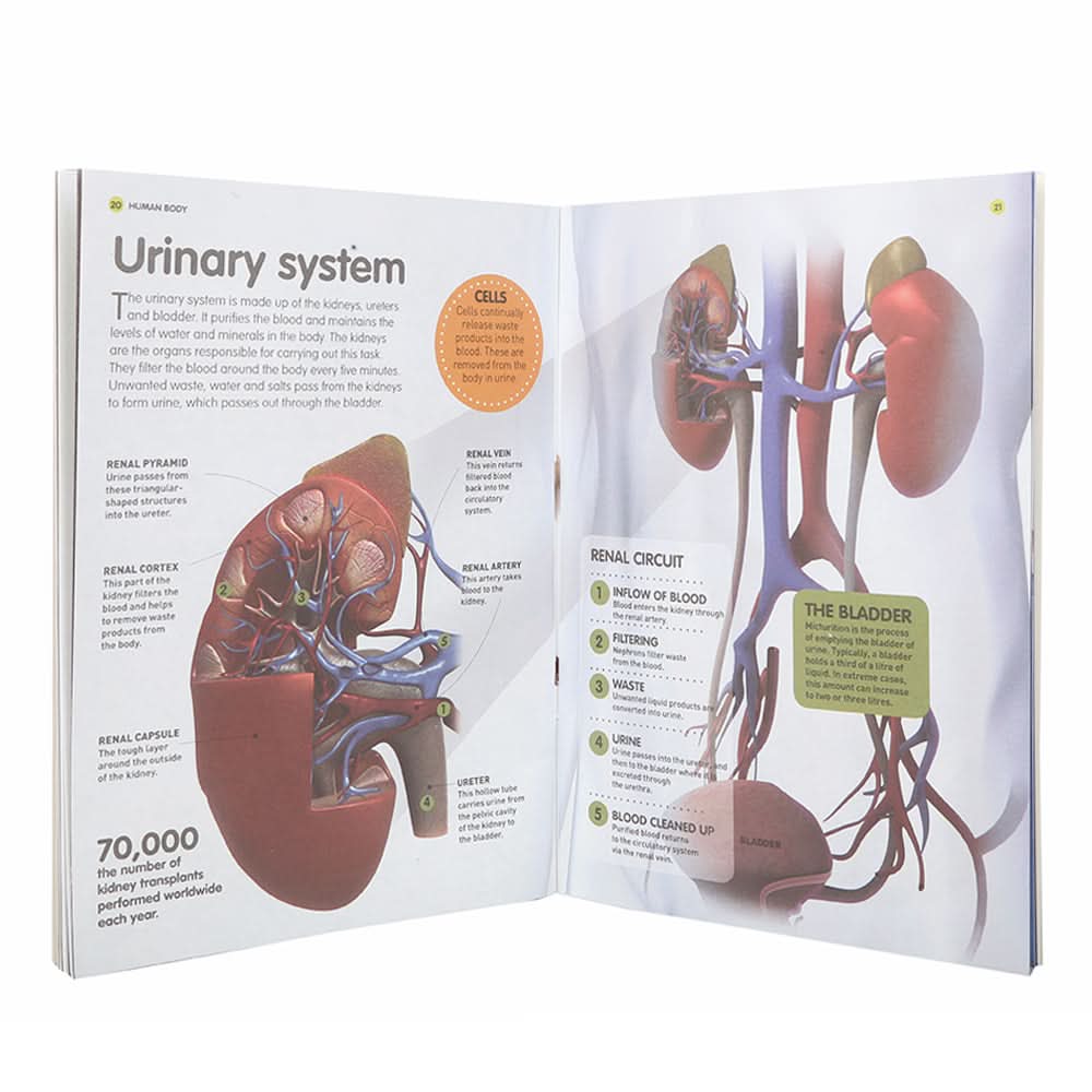 General Knowledge Fact File Human Body, Kids, Kids Educational Books, 6 to 9 Years, Chase Value